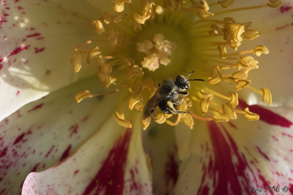 Apidae Halictinae:  Halictus sp. o Lasioglossum sp., femmina